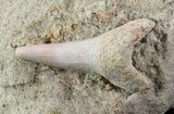 Mako Shark Tooth Fossil On Sandstone - Bakersfield, CA #68994-1